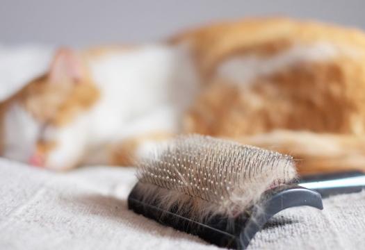 Cat sleeping next a brush full of fur | Merry Maids