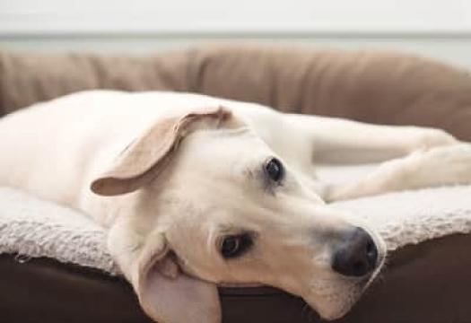 dog laying in a clean dog bed